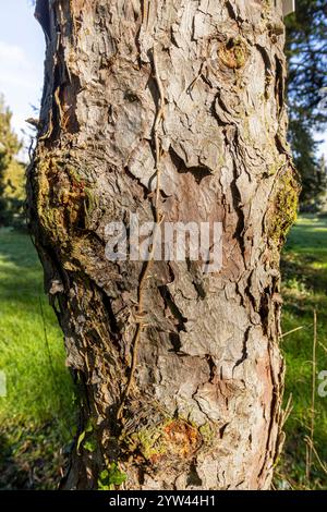Lijiang spruce (Picea likiangensis var. montigena), bark Stock Photo