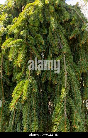 Weeping spruce (Picea abies) 'Inversa', foliage Stock Photo