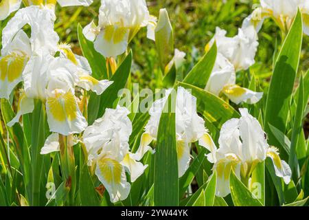 Tall Bearded Iris (Iris germanica) 'Crystal Bright' Breeder : Brown 1971 Stock Photo