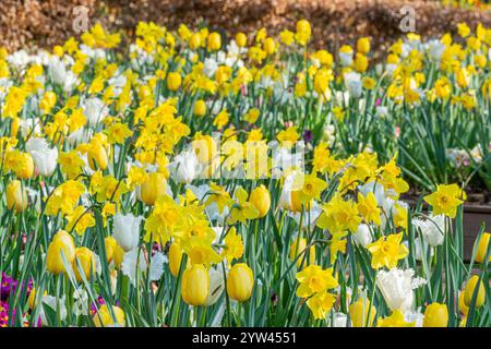 Spring bulbs bed, Tulips and Daffodils Stock Photo