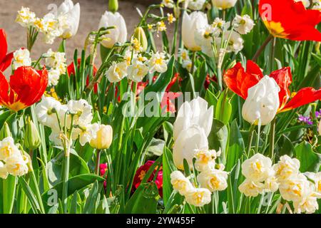Spring bulb bed, Tulips, daffodils and primeroses Stock Photo