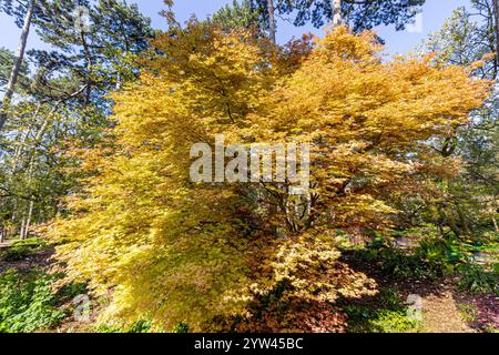 Japanese Maple (Acer palmatum) 'Shin Deshojo' Stock Photo
