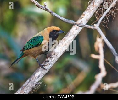 A bird with a green and brown beak is perched on a branch. The bird is looking down at the ground Stock Photo