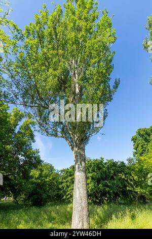 White Poplar (Populus alba) 'Raket' in spring Stock Photo
