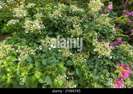 Climbing Hydrangea (Hydrangea anomala ssp. petiolaris) in bloom in spring Stock Photo