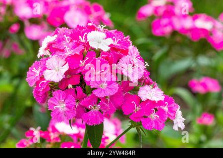 Sweet William 'Amazon Rose Magic', Dianthus barbatus x caryophyllus 'Amazon Rose Magic', flowers Stock Photo