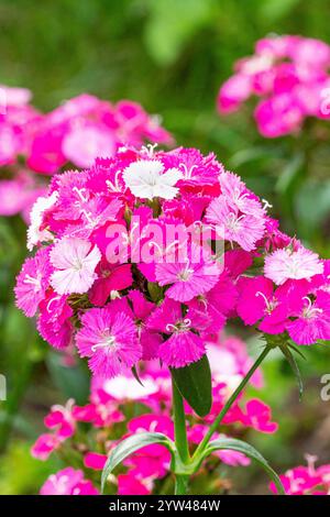 Sweet William 'Amazon Rose Magic', Dianthus barbatus x caryophyllus 'Amazon Rose Magic', flowers Stock Photo