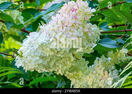 Panicled hydrangea, Hydrangea paniculata 'Vanille Fraise', flowers Stock Photo