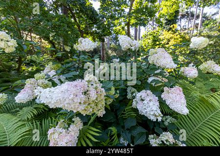 Panicled hydrangea, Hydrangea paniculata 'Vanille Fraise', flowers and Ostrich fern (Matteuccia struthiopteris) Stock Photo