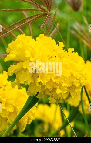 African Marigold, Tagetes erecta 'Sierra Yellow', flower Stock Photo