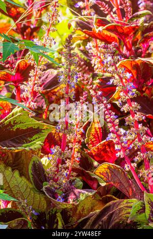 Coleus, Solenostemon scutellarioides 'Kong Scarlet' Stock Photo