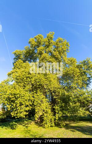 London plane, Platanus hispanica Stock Photo