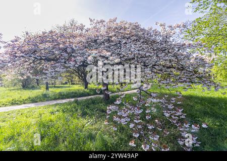 Sour Cherry, Prunus cerasus 'Albo rosea', in bloom Stock Photo