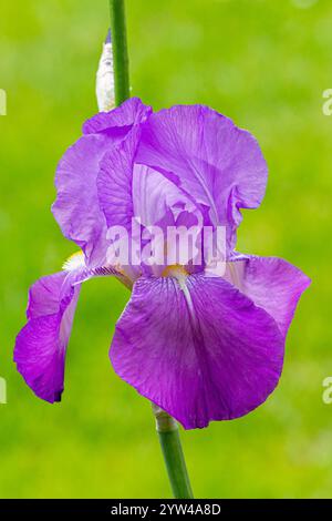 Tall Bearded Iris 'Thais', Iris Germanica 'Thais', flower Stock Photo