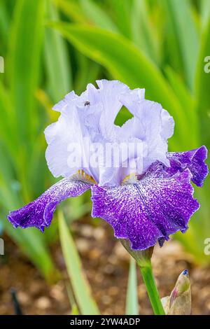 Tall Bearded Iris, Iris germanica 'Splashacata', flower Stock Photo