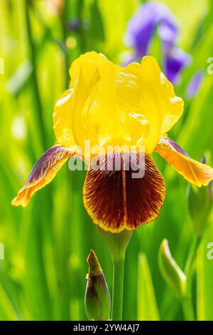 Tall Bearded Iris, Iris germanica 'Iroquois', flower Stock Photo