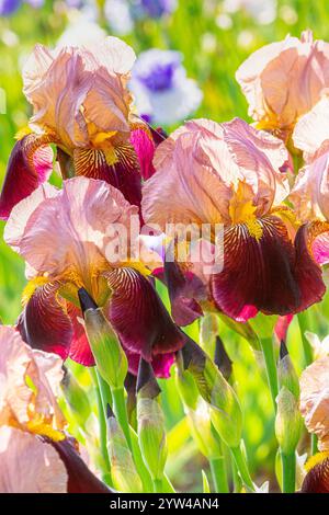 Tall Bearded Iris, Iris germanica 'Marshglow', flowers Stock Photo
