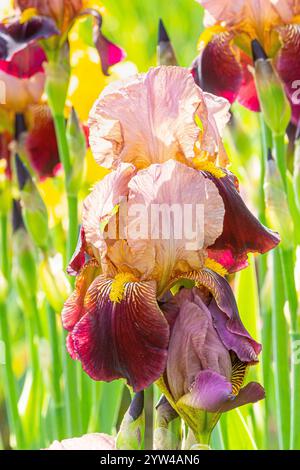 Tall Bearded Iris, Iris germanica 'Marshglow', flowers Stock Photo