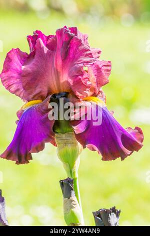 Tall Bearded Iris,Iris Germanica 'Jewel Tone', flower Stock Photo