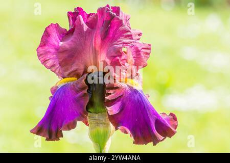 Tall Bearded Iris,Iris Germanica 'Jewel Tone', flower Stock Photo