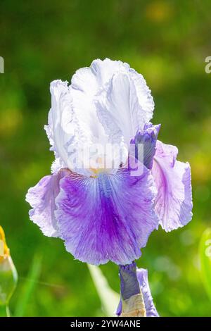 Tall Bearded Iris, Iris Germanica 'Margarita', flower Stock Photo