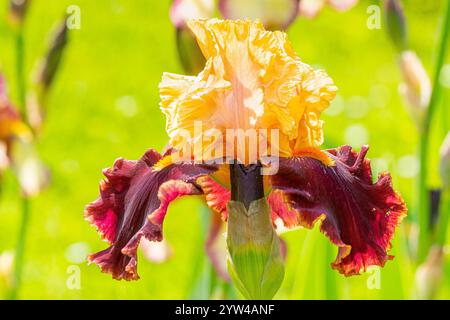 Tall Bearded Iris,Iris Germanica 'Shaman', flower Stock Photo