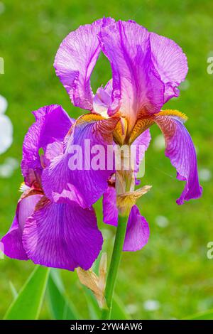 Tall Bearded Iris, Iris Germanica 'Mulberry Rose', flowers Stock Photo