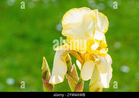 Tall Bearded Iris, Iris Germanica 'Feydeau', flower Stock Photo