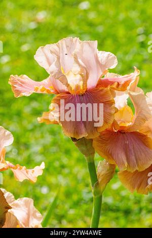 Tall Bearded Iris, Stock Photo