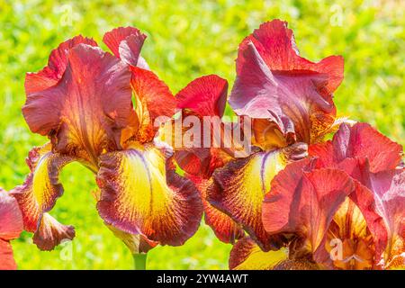 Tall Bearded Iris, Iris Germanica 'Provencal', flowers Stock Photo