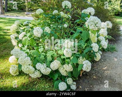 Smooth hydrangea, Hydrangea arborescens 'Annabelle', in bloom Stock Photo