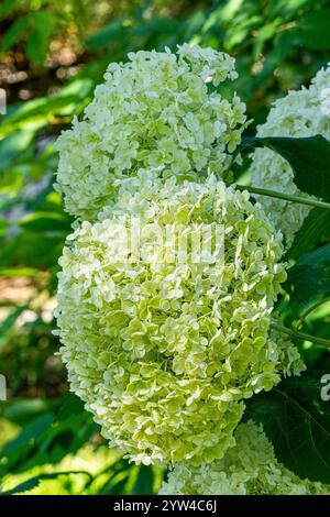 Smooth hydrangea, Hydrangea arborescens 'Annabelle', flowers Stock Photo