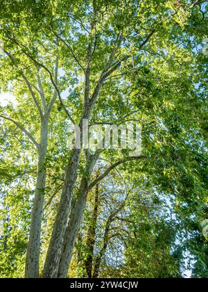 London plane, Platanus hispanica Stock Photo