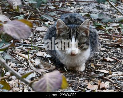 An Anatolian wild or turkish van cat is observing its prey with sharp eyes in the forest Stock Photo