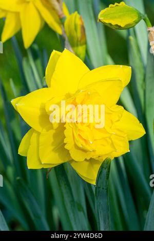 Double Daffodil, Narcissus 'Golden Ducat', flower Stock Photo