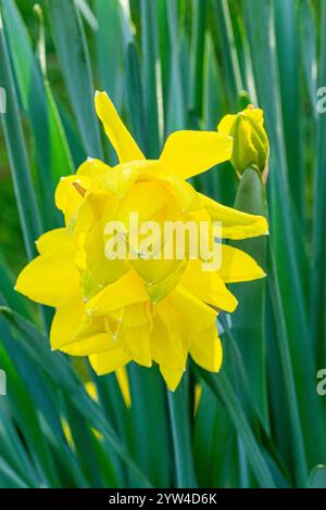 Double Daffodil, Narcissus 'Golden Ducat', flowers Stock Photo