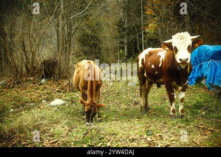 The Simmental and Anatolian cattle are grazing on grass in a mountainous farm Stock Photo