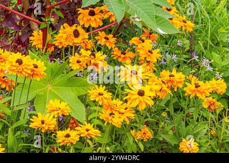 Gloriosa Daisy 'Goldilocks', Rudbeckia hirta 'Goldilocks', flowers Stock Photo