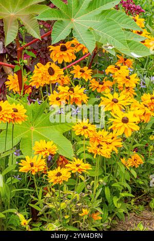 Gloriosa Daisy 'Goldilocks', Rudbeckia hirta 'Goldilocks', flowers Stock Photo