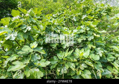 Common Fig, Ficus carica, foliage Stock Photo