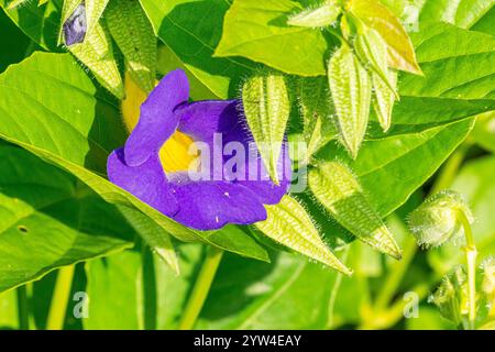 Blue Trumpet Vine, Thunbergia battiscombei, flower Stock Photo