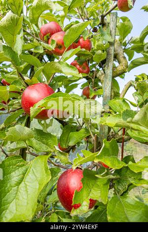 Apple 'Akane', Malus domestica 'Akane', fruits Stock Photo