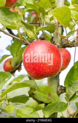 Apple 'Akane', Malus domestica 'Akane', fruits Stock Photo