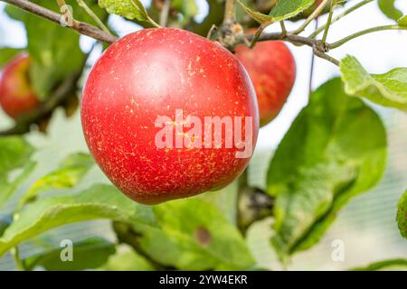 Apple 'Akane', Malus domestica 'Akane', fruit Stock Photo