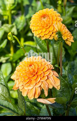 Ball Dahlia 'Cornel Brons', Dahlia 'Cornel Brons' Breeder Smits (NDL) 2004, flower Stock Photo