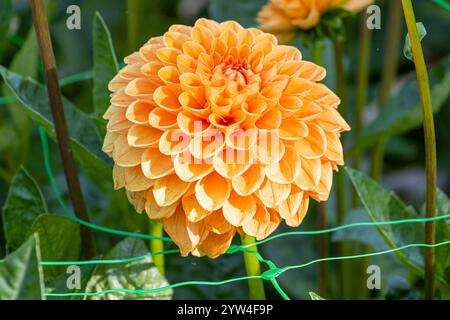 Ball Dahlia 'Cornel Brons', Dahlia 'Cornel Brons' Breeder Smits (NDL) 2004, flower Stock Photo