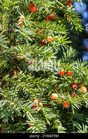 Anglo-Japanese Yew, Yew 'Strait Hedge', Taxus media 'Strait Hedge', fruits Stock Photo