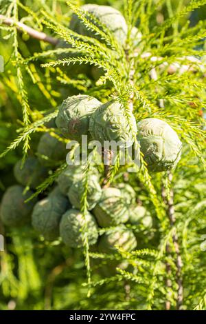Bald Cypress, Taxodium distichum, cones Stock Photo