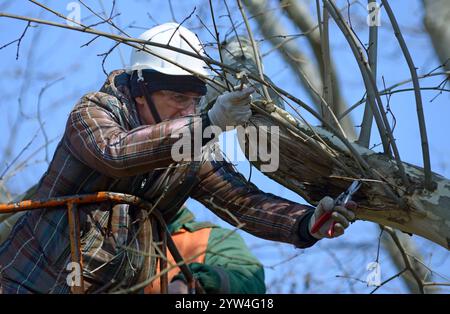 Arborist pruning tree with garden shears using truck-mounted lift. February 10, 2020. Kyiv, Ukraine Stock Photo