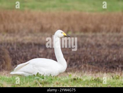 Whooper swan portrait Stock Photo